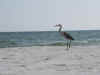 Beach13.jpg (42469 bytes)
